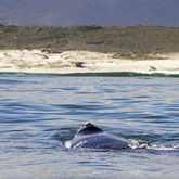 Hermanus Whale Cruises - Whales