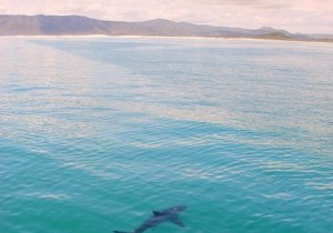 Photo of the day - Sharkstagram!