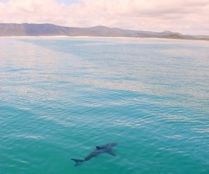 Photo of the day - Sharkstagram!