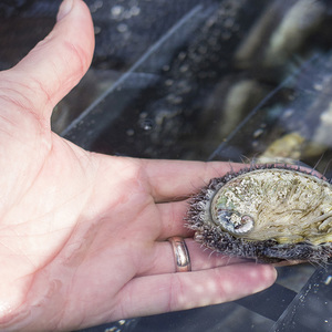 hermanus_things_to_do_abalone_tours_heart_of_abalone_health_abalone_growing_1566997098_1567675291