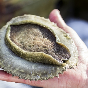 hermanus_things_to_do_abalone_tours_heart_of_abalone_the_muscle_1566997189_1567675292