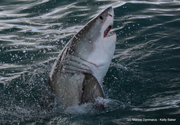 White Sharks in Gansbaai, Western Cape, South Africa