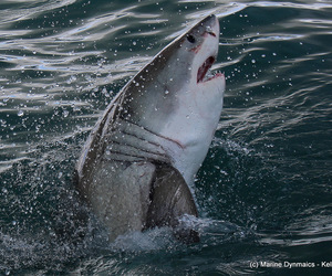 White Sharks in Gansbaai, Western Cape, South Africa