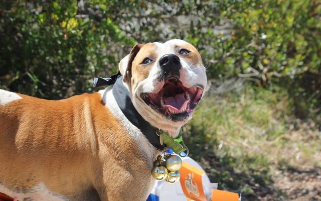 46151696_1898126696973833_5656869200421978112_n_1547038024_1568109408