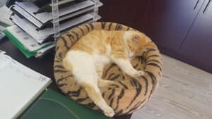 Donations Needed For The Animals