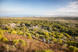 Guided Milkwood Forest Walks & Fynbos-Clad Mountain Hikes
