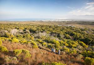 Guided Milkwood Forest Walks & Fynbos-Clad Mountain Hikes