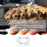 Spawning of the Abalone in Springtime