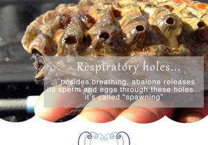 Spawning of the Abalone in Springtime