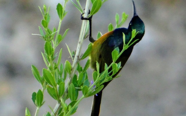 birdlife_on_farm_1568381909