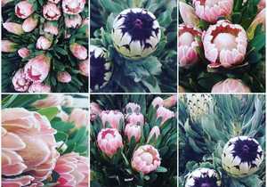 Indigenous South African Flowers