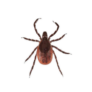 How To Keep Ticks Away