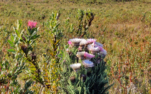 Gansbaai & Pearly Beach Horse Trails Gansbaai & Pearly Beach Horse Trails