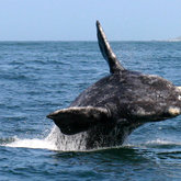 Adopted calf of 2012!