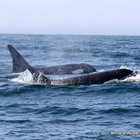 Orcas hunting common dolphins!