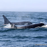 Orcas hunting common dolphins!
