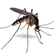 How To Prevent Mosquito Bites