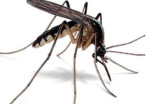 How To Prevent Mosquito Bites