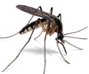 How To Prevent Mosquito Bites