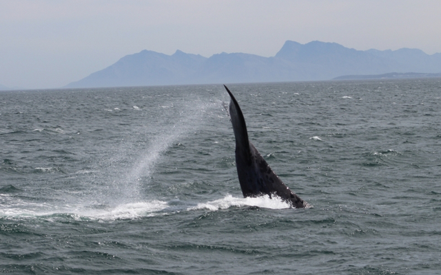 lobtailing_small_800x534_1570017917