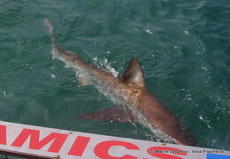 Daily Blog 08 October 2019 | White Shark Diving Gansbaai