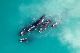 Land Based Whale Watching at De Hoop Nature Reserve