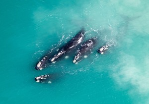 Land Based Whale Watching at De Hoop Nature Reserve