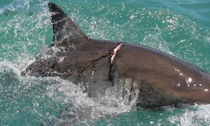 Beseerde Grootwithaai