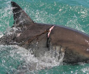 Beseerde Grootwithaai