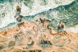 Southern Right Whales Migrate