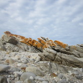 CABA (Cape Agulhas Business Association)