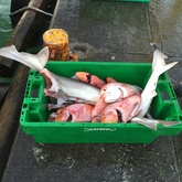 CABA (Cape Agulhas Business Association) - Orange Fish
