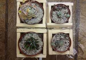 New Succulents In Store