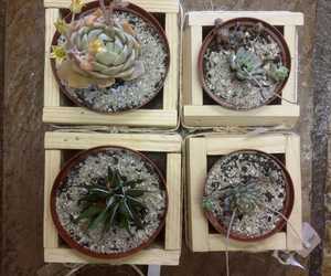 New Succulents In Store