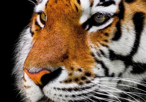 October Eye Of The Tiger Gym Challenge