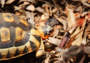 Caution: Tortoise Crossing
