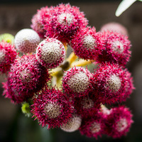 Betty's Bay - Harold Porter Botanical Gardens - Floral Exposure