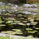 Betty's Bay - Harold Porter Botanical Gardens - Pond