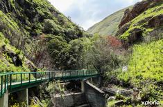 bettys_bay_things_to_do_harold_porter_botanical_garden_bridge_1572354930