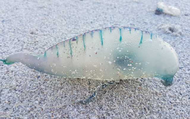 WhatsApp_Image_2019_10_31_at_09.26.07_1572527026