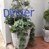 Dinner at Blue Goose - Gansbaai