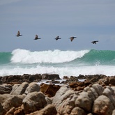 Agulhas/Struisbaai Waves - Chas Everitt Cape Agulhas