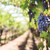 Bredasdorp - Cape Agulhas Tourism Office - Purple Grapes