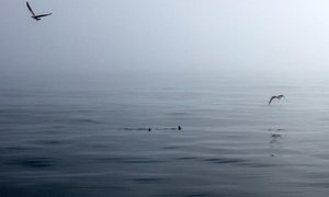 Photo of the day - We're not alone!