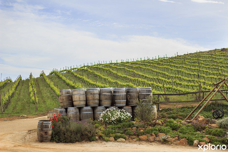 stanford_wine_route_wine_route_tour_1573129286