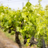 Stanford Wine Route - Trees