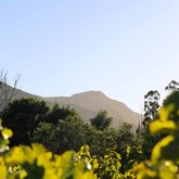 Stanford - Misty Mountain Estate