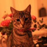 House sitter - Beautiful Pixie in Franskraal - Grace House and Pet Sitting - Xplorio™ Gansbaai