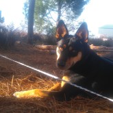 House Sitter / Pet Sitter with Cleo in Baardskeerdersbos - Grace House and Pet Sitting - Xplorio™ Gansbaai