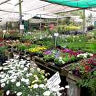 Spring Has Sprung - Ansa's Lifestyle Nursery - Lifestyle Centre Bredasdorp